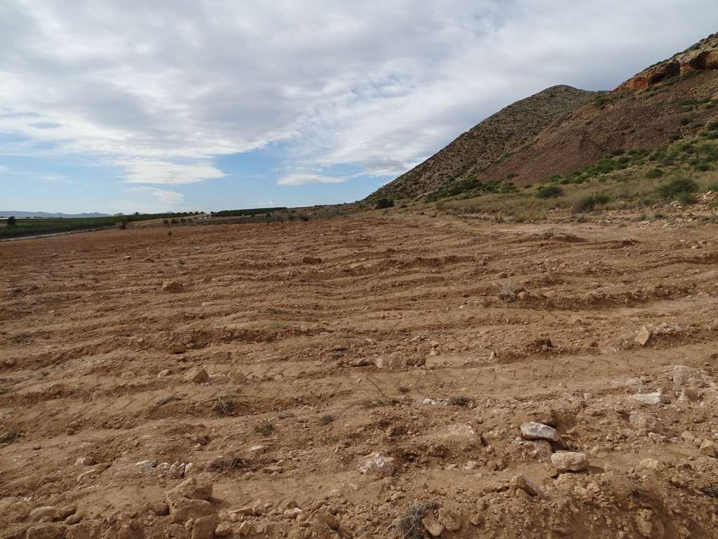Roturación Cabezo Gordo 4 (Foto ANSE)