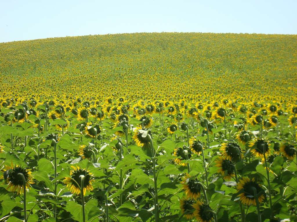Campo de girasoles (Foto Asaja Córdoba)