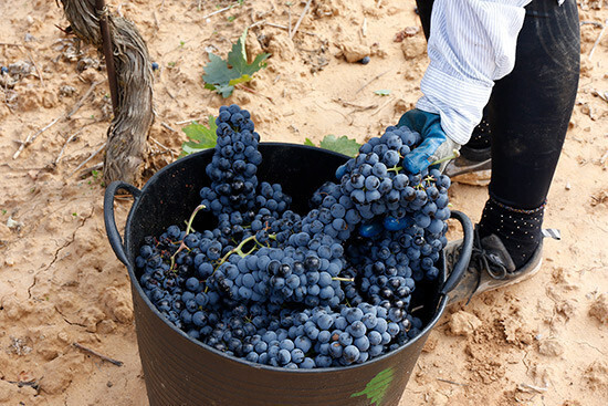 Vendimia en la Ribera del Duero (Foto UPA)