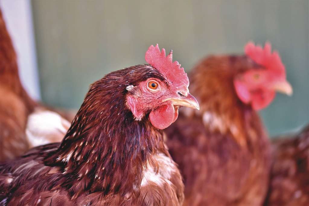 Chicken 4954269 1280
