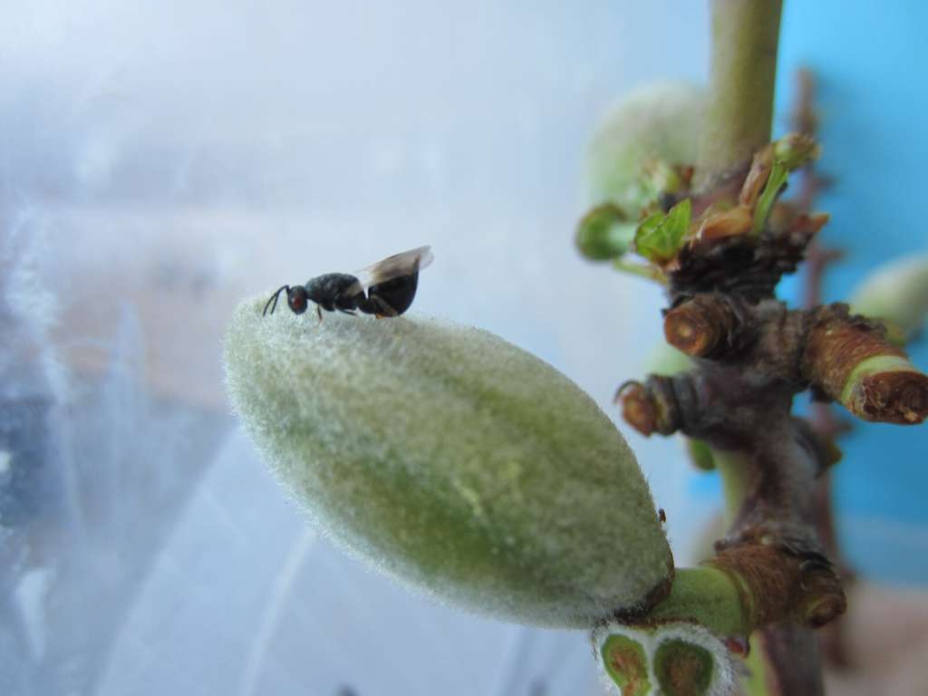 Avispilla del almendro (Foto CARM)