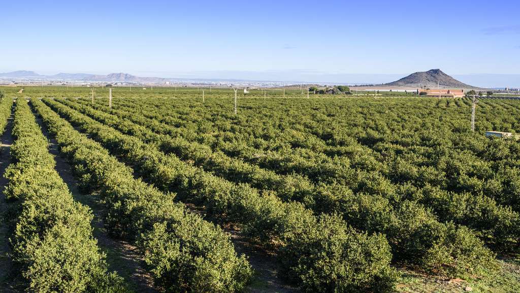 España, principal productor de limon europeo