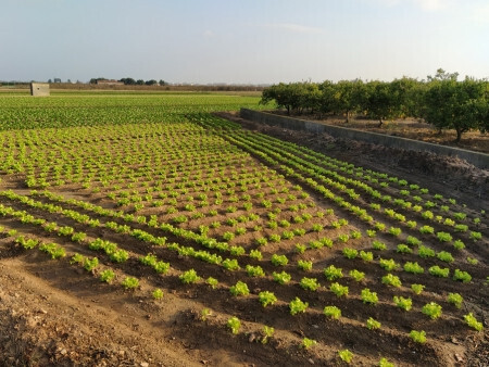 Campo de cultivo ayudas PAC (Foto AVA Asaja)