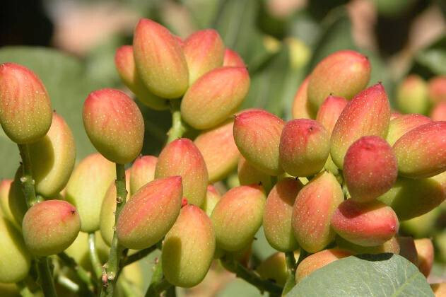 Cultivodelpistachoyelalmendro 2