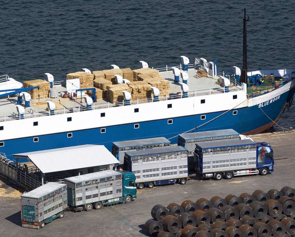 Exportación Tráfico Ganado Vivo puerto Cartagena (Foto APC)