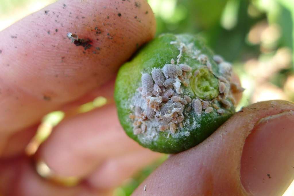 Fruto con población de D. aberiae (Foto IVIA)