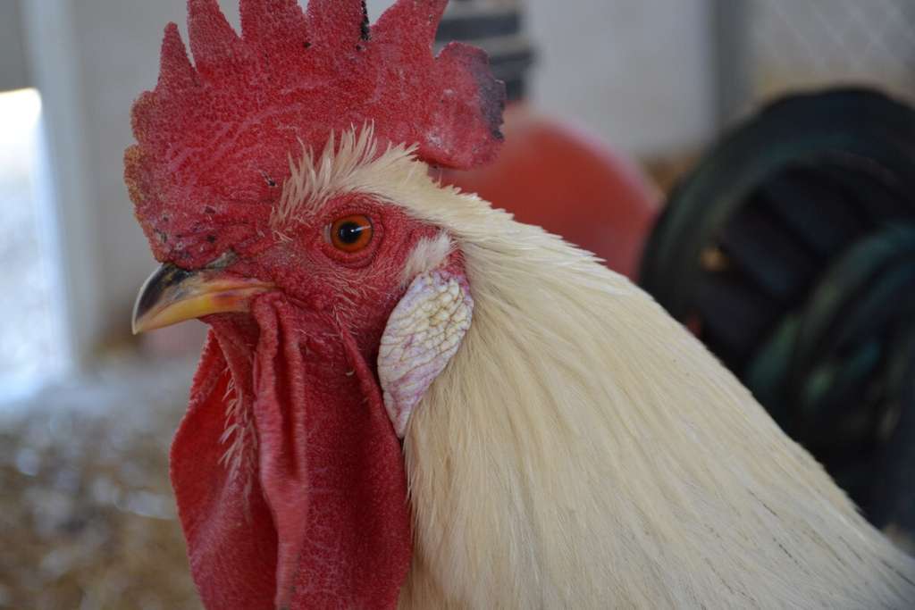 Gallina murciana (Foto UPCT)
