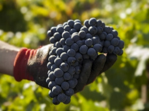 Uva de vino (Foto AVA Asaja)