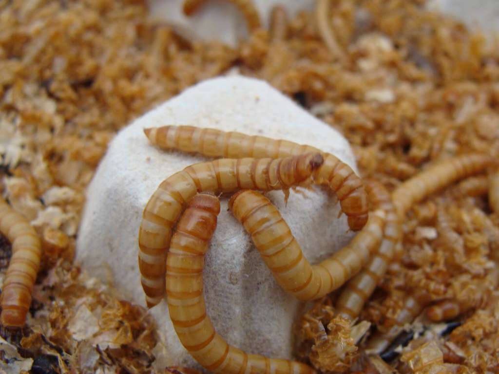 Tenebrio molitor 2 gusano de la harina (Foto Univ Granada)