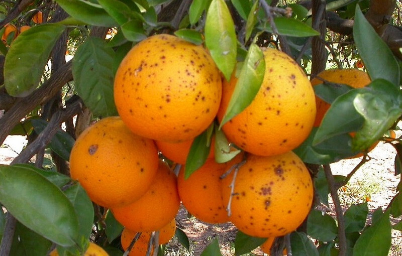 Mancha negra cu00edtricos