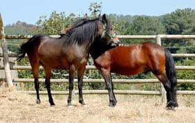 Ganado equino caballos (Foto Mapama)