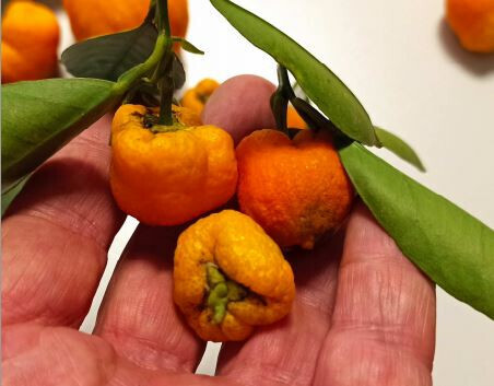 Daños cítricos enanizados cotonet (Foto ESAN)