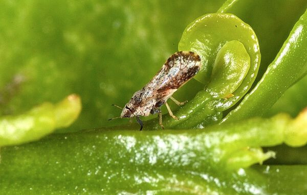 Asian Citrus Psyllid adult HLB greening cu00edtricos 2 (Foto Univ Granada)