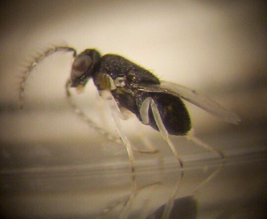 Pseudococci Anagyrus aberiae macho cotonet (Foto IVIA)