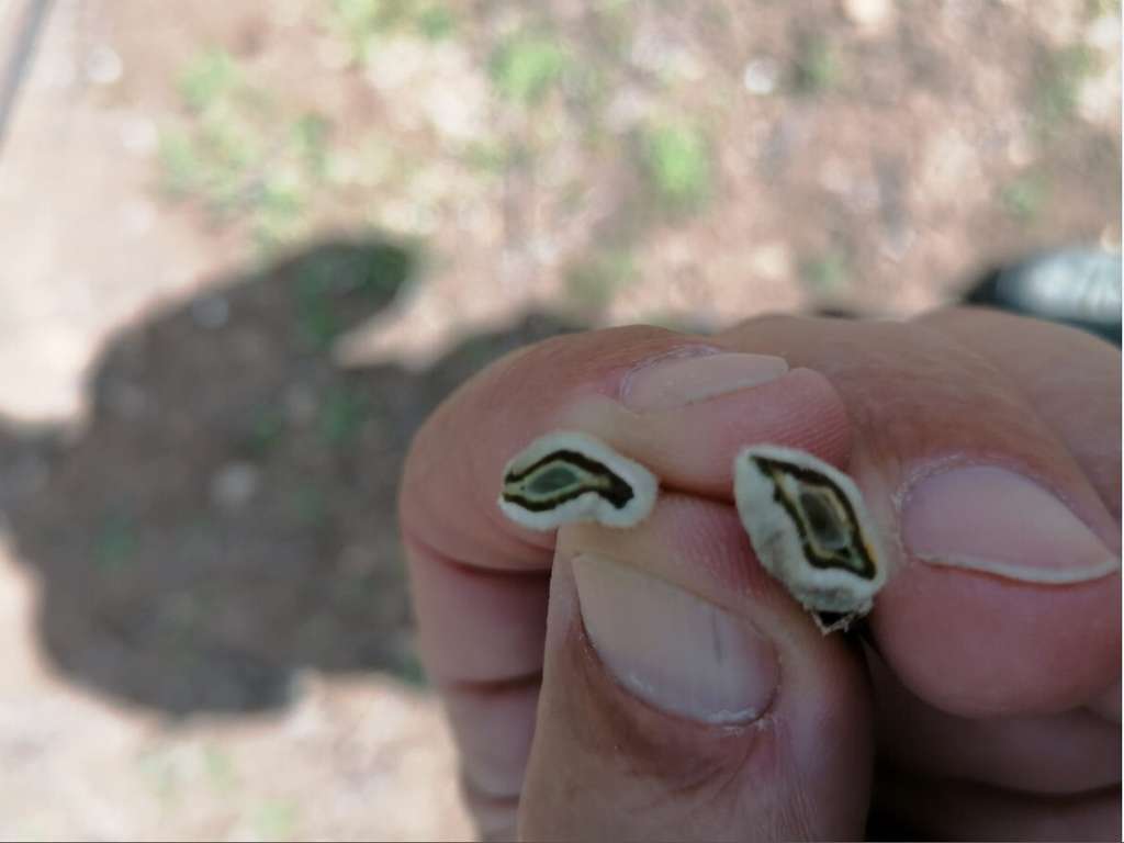 Dau00f1os helada almendros (Foto COAG Andalucu00eda)
