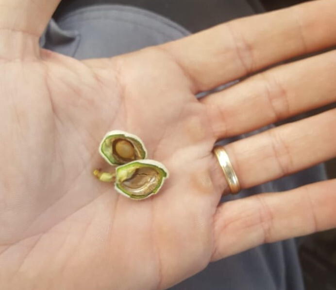 Daños almendra helada (Foto Asaja Almería)