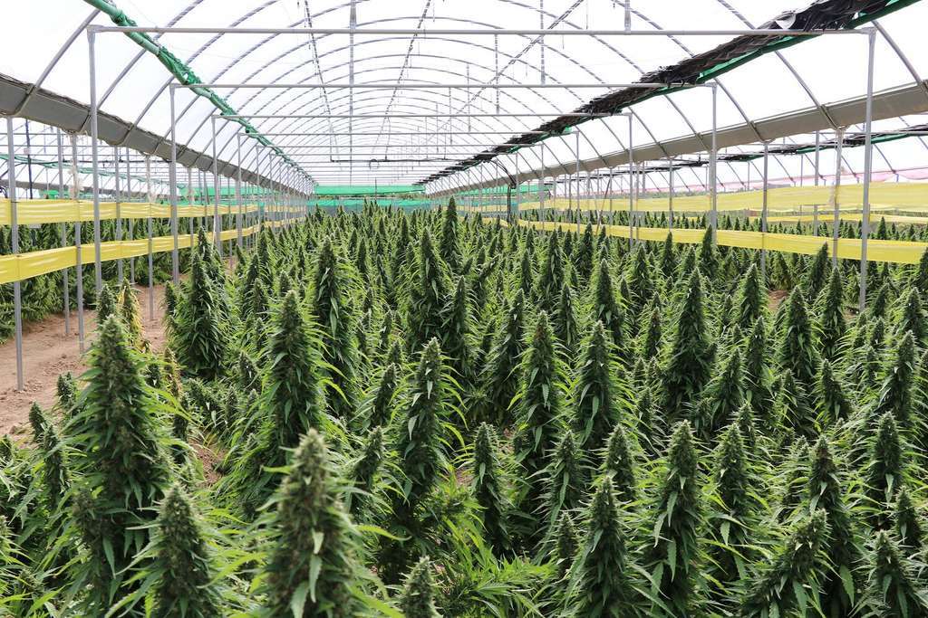 Cultivo Cáñamo Cannabis (Foto Junta de Andalucía)