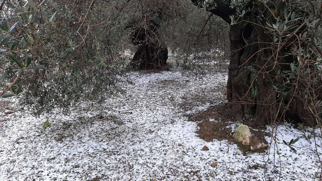 Oliveres pedra