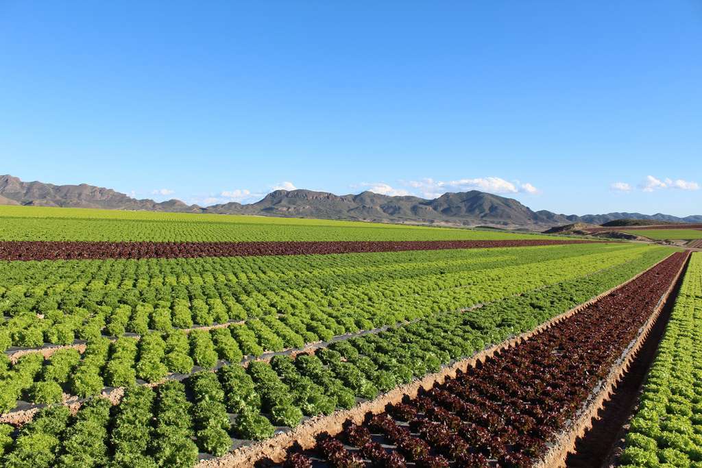 Foto de campo Primaflor