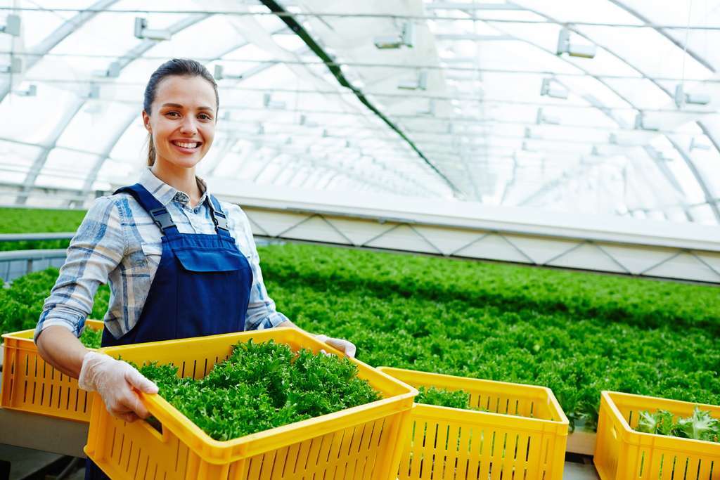 Salad greenhouse