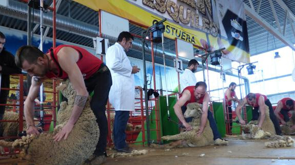 Campeonato de Espau00f1a de Esquileo de Merinas (Foto Ayto Castuera)