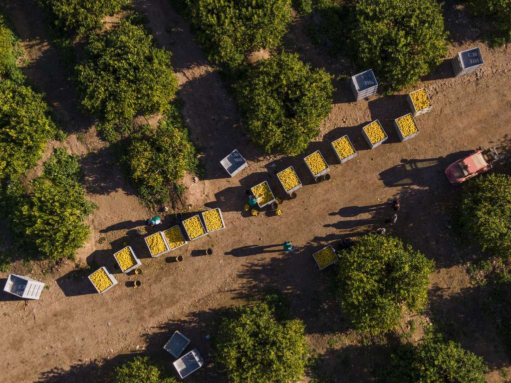 El limon aliado contra el cambio climatico
