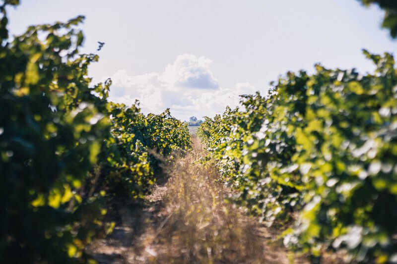 Vendimia viñedo (Foto Consejo Regulador DO Cava)