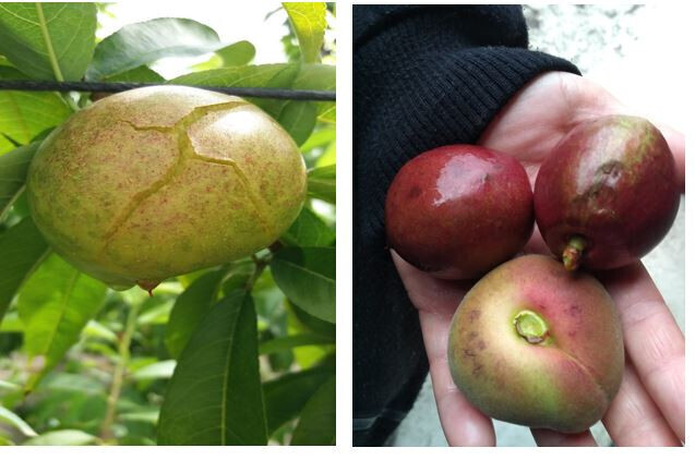 Dau00f1os granizo fruta de hueso composiciu00f3n (Fotos UPA Murcia)