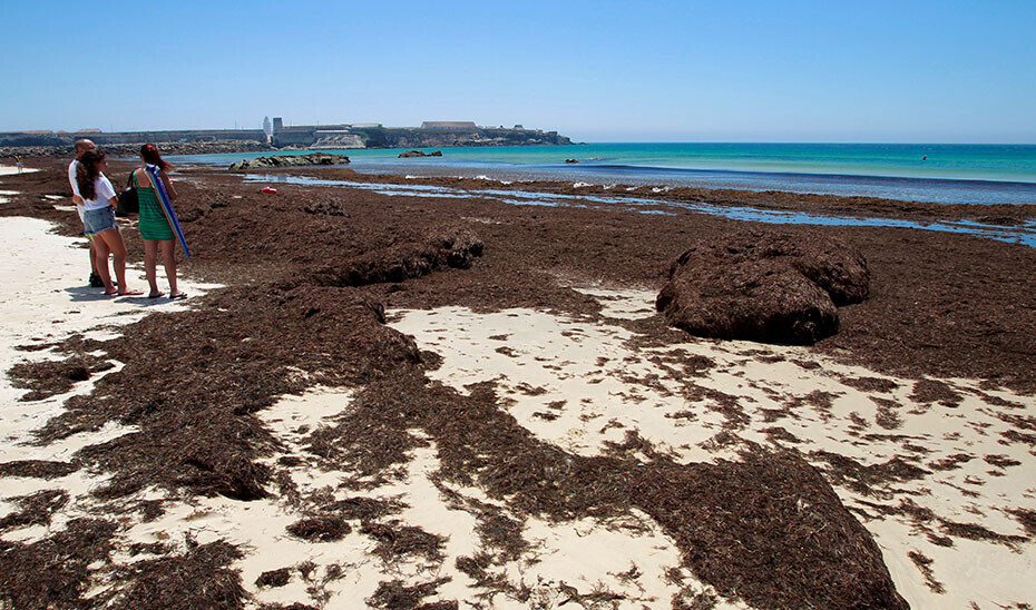 Alga asiática invasora costa (FotoEfe Junta de Andalucía)