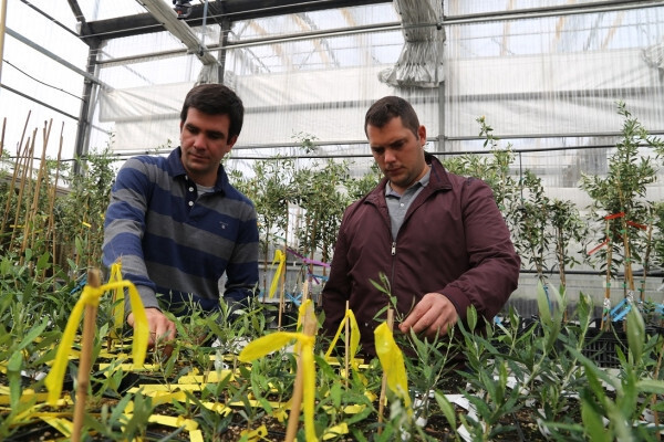 Investigadores de Dauco Carlos Trapero y Pedro Valverde (Foto Univ Cu00f3rdoba UCO)