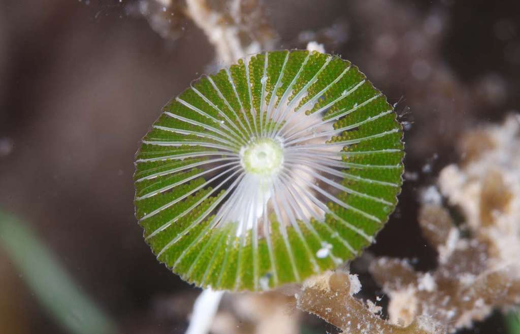 Sombrillita o paragu00fcitas (Acetabularia calyculus) Foto Inventario Mar Menor