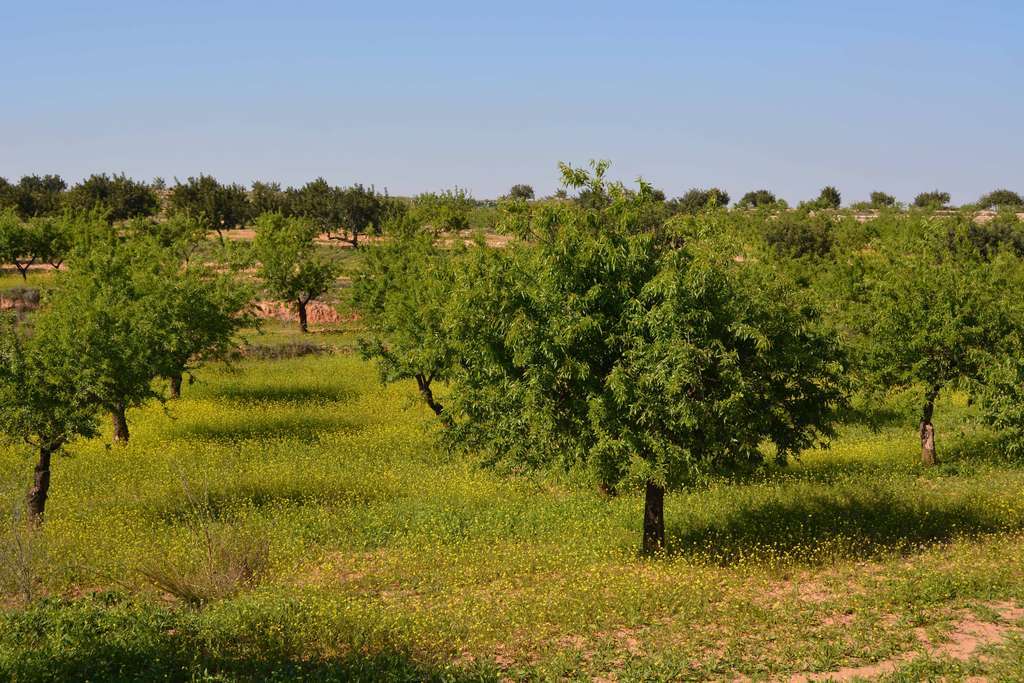 ALMENDROS 2