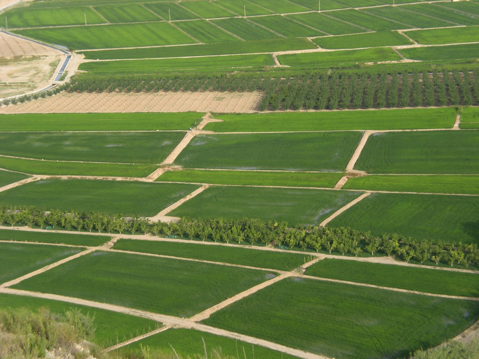 Arrozales de Calasparra coto (Foto DOP Calasparra)