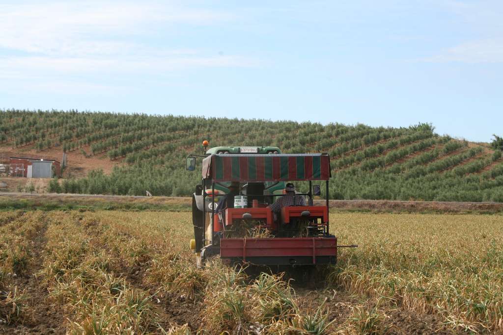 Cosecha ajo (Foto Asaja Córdoba)