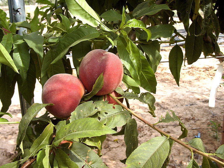 Melocotonero hu00edbrido melocotu00f3n (Foto CARM)