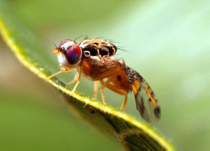CeratitisCapitata mosca Mediterráneo (Foto IVIAweb)