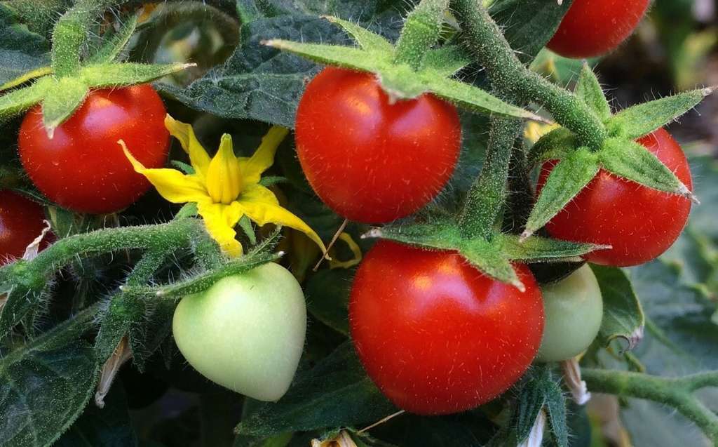 Maduraciu00f3n tomate planta (Foto Manuel Rodru00edguez Concepciu00f3n IBMCP CSIC UPV)