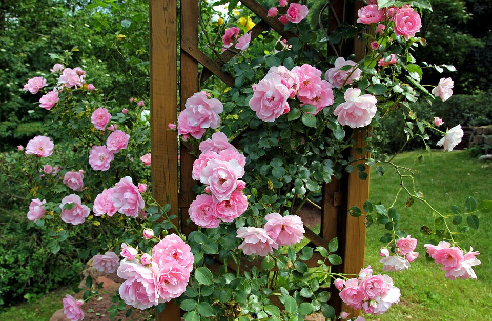 Rosas 3