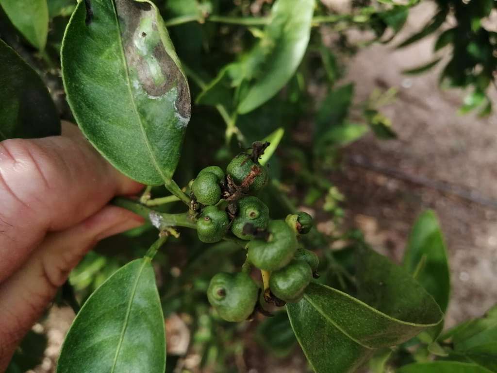 Danys Cotonet 1