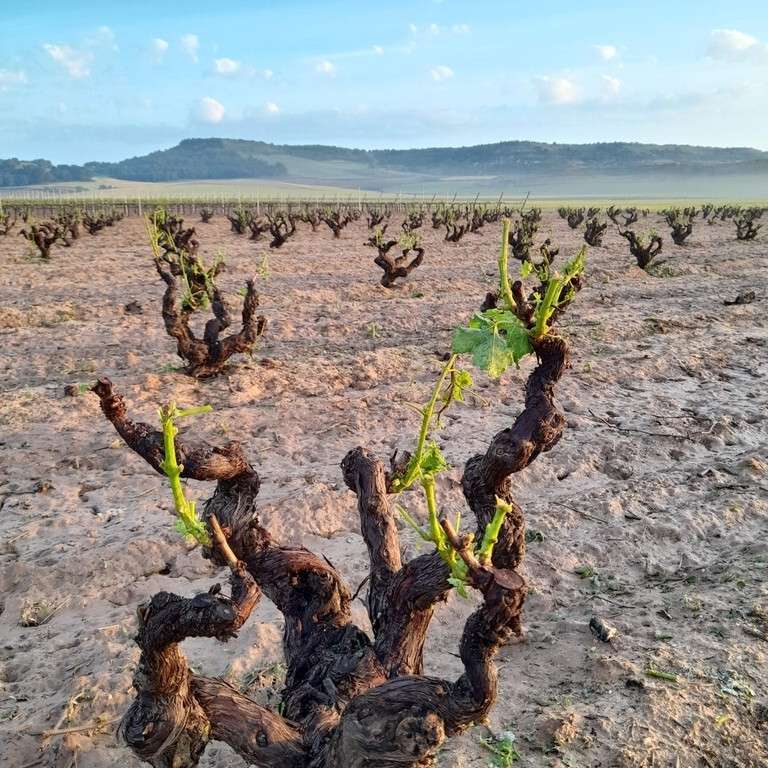 Daños viñedos Pesquera del Duero (Foto Agroseguro)