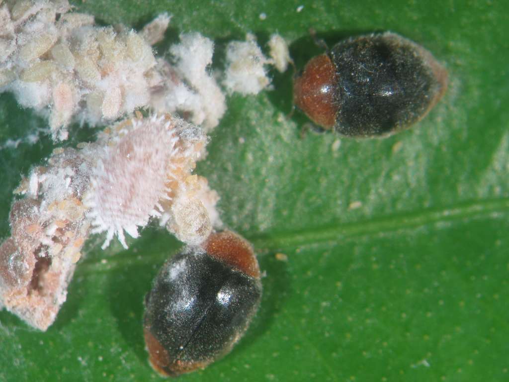 Adulto Cryptolaemus Montrouzieri depredador del cotonet (Foto J. Catalu00e1n IVIA)