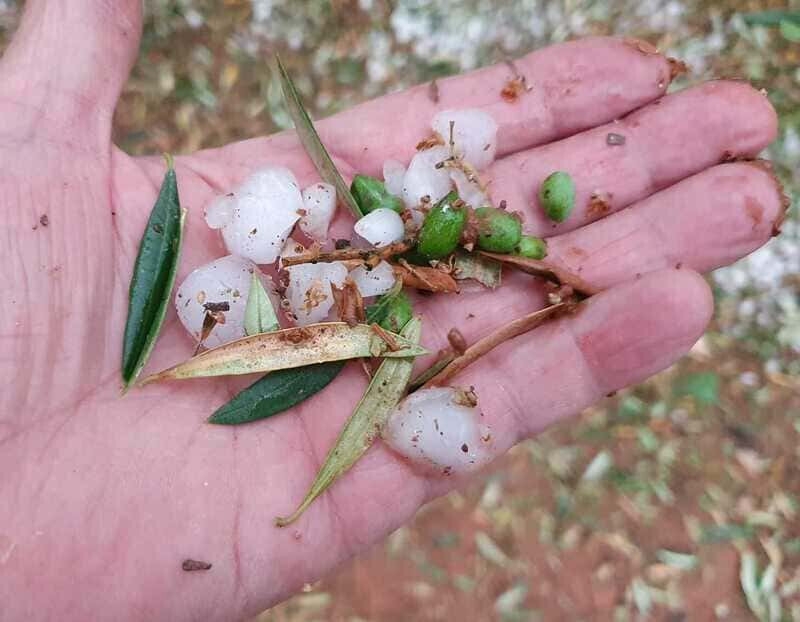 Daños granizo olivar tormenta Villanueva Arzobispo mano (Foto COAG Jaén)
