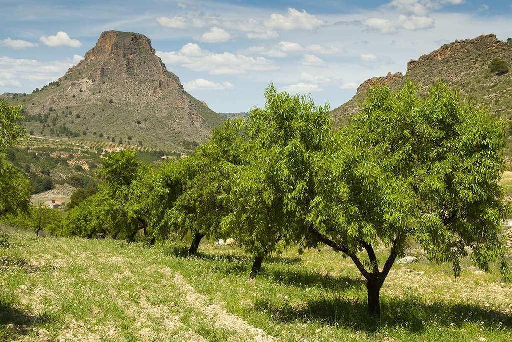 Matiz almendros alta