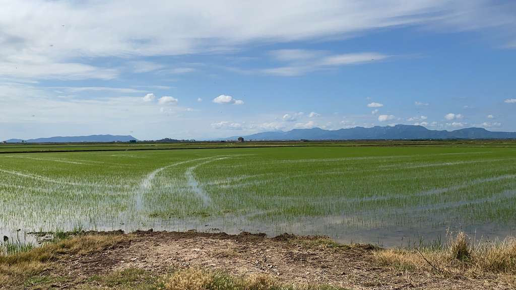 Arrossars Albufera