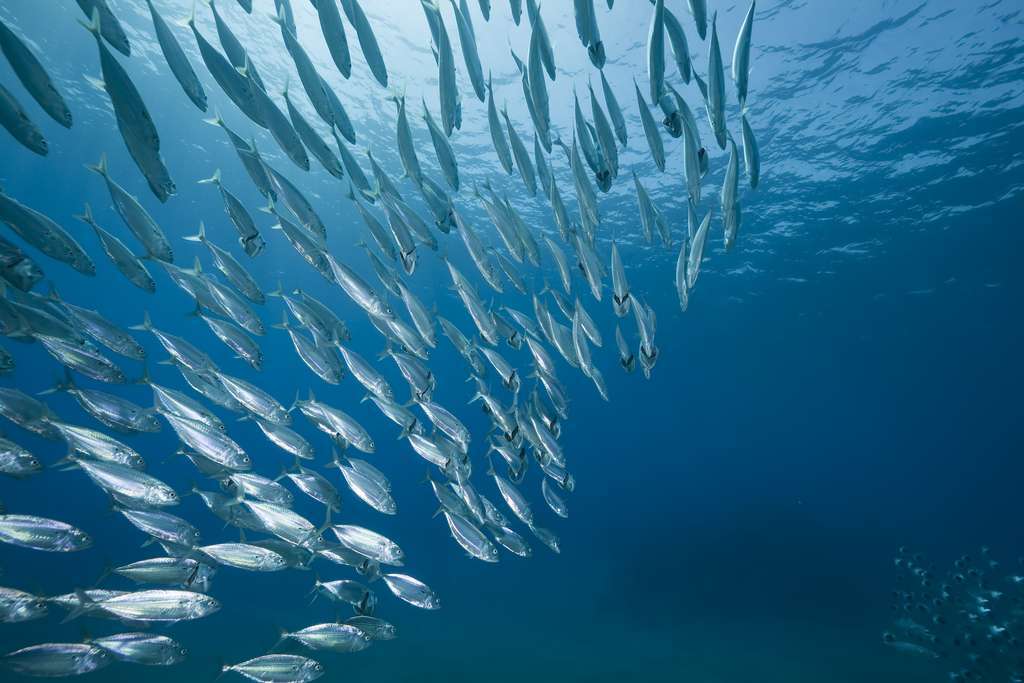 Banco de peces pesca (Foto MAPA)