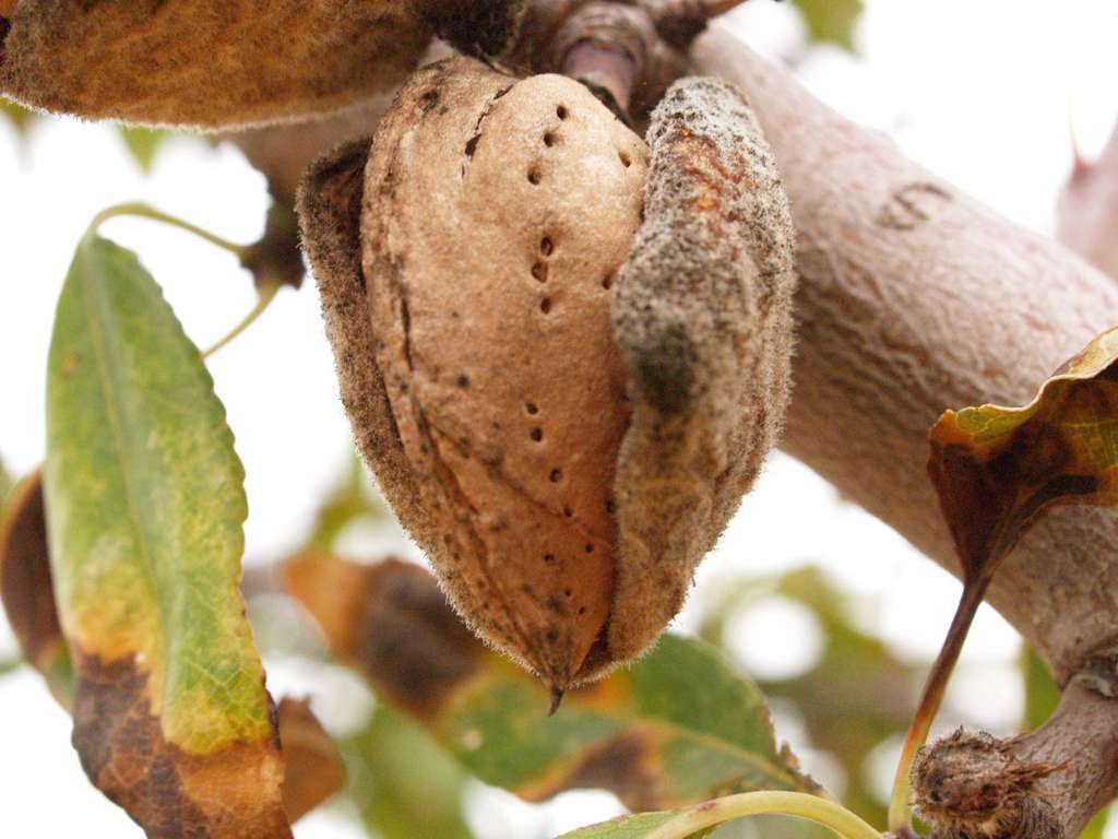 Almendra (Foto La Unió)