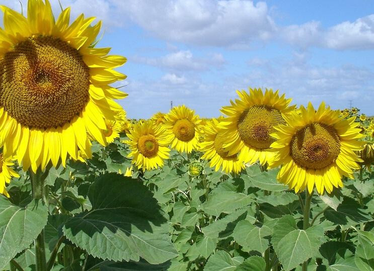 RAEA Girasol (Foto Ifapa Junta de Andalucía)