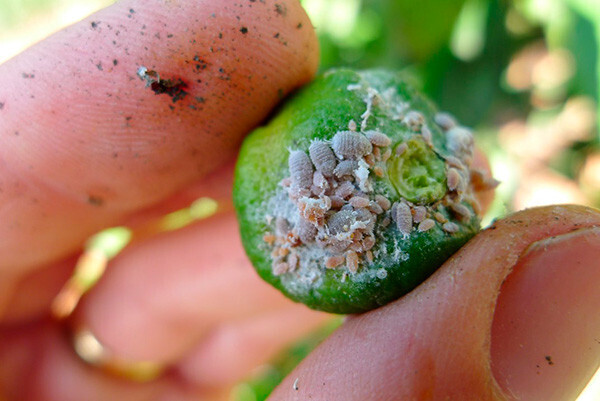 Ataque de cotonet de Sudáfrica en cítricos (Foto IVIA UPA)