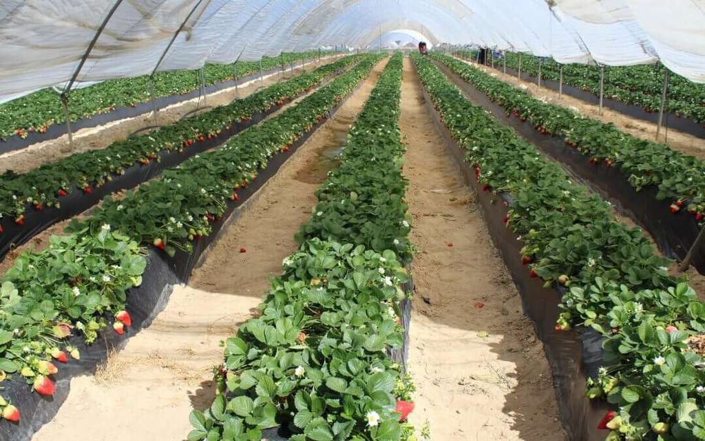 Campo fresas invernadero (Foto Freshuelva)
