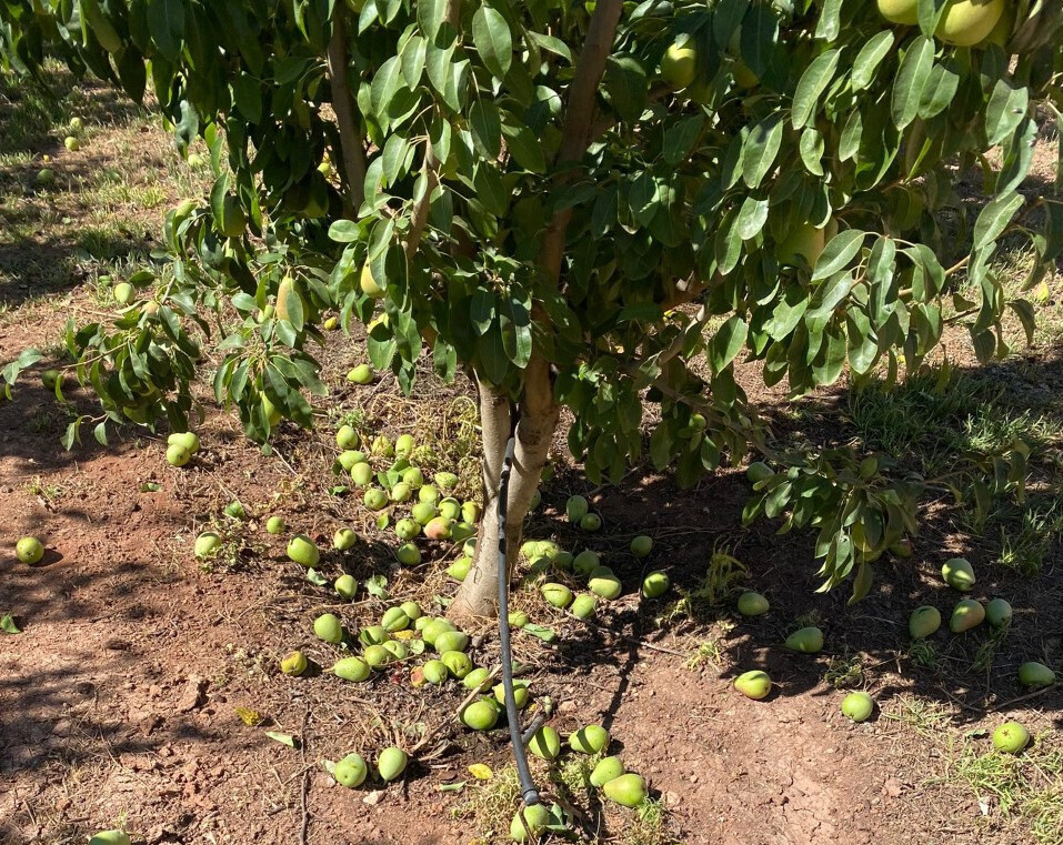Caída suelo pera Altiplano calor deshidratación (Foto COAG Murcia)